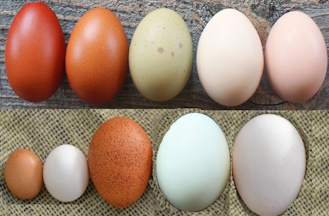 Interesting Facts About Eggs, You May Not Know